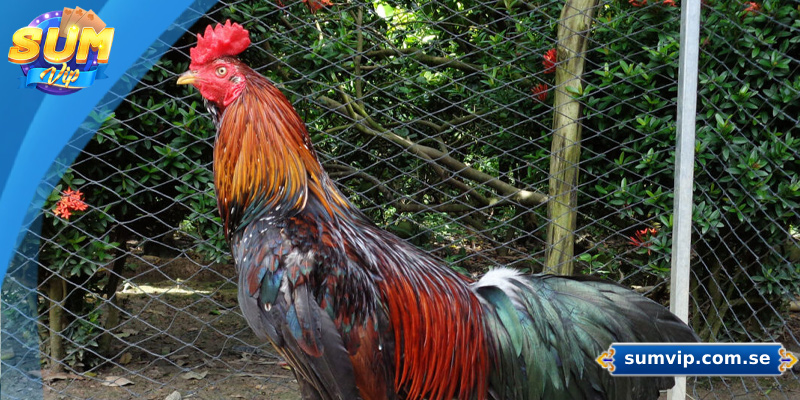 Cách Nuôi Gà Đá – Hướng Dẫn Chi Tiết Từ A Đến Z 1 Các giống gà đá phổ biến