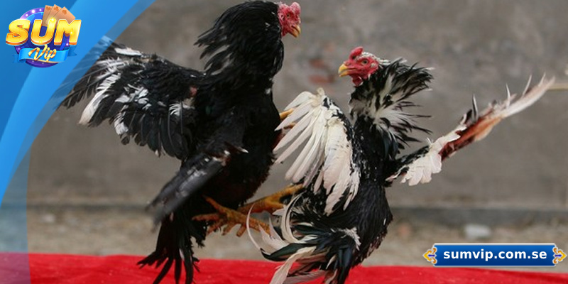 Cách Xem Tướng Gà Chọi - Bí Quyết Chọn Chiến Kê Dũng Mãnh 3 Cánh gà mạnh giúp tăng cao sức mạnh chiến đấu của chiến kê