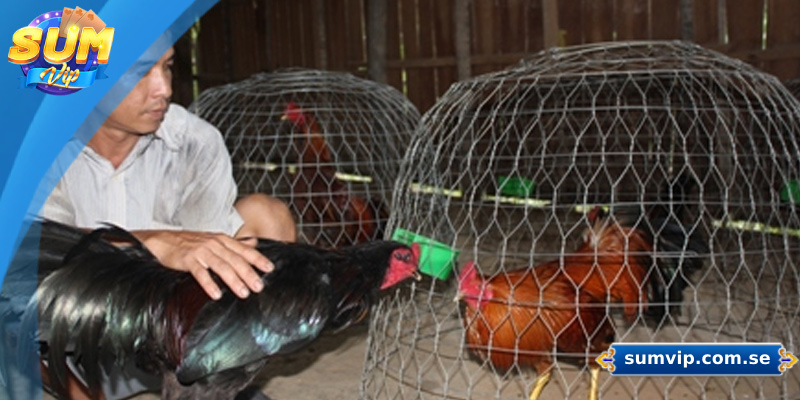 Cách Nuôi Gà Đá – Hướng Dẫn Chi Tiết Từ A Đến Z 2 Chế độ dinh dưỡng cho gà đá