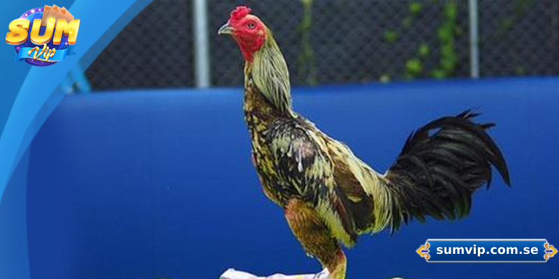 Khám Phá Các Giống Gà Đá Phổ Biến Tại Đá Gà Sumvip 2 Gà chọi Thái được ưa chuộng tại các sới đá gà chuyên nghiệp