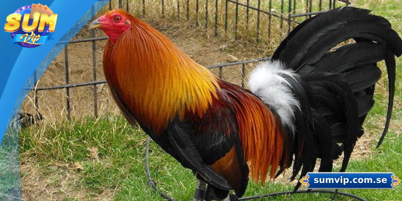 Khám Phá Các Giống Gà Đá Phổ Biến Tại Đá Gà Sumvip 3 Gà Mỹ mang đến những trận đấu kịch tính