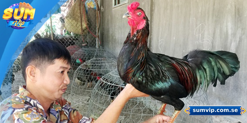 Cách Nuôi Gà Đá – Hướng Dẫn Chi Tiết Từ A Đến Z 3 Hướng dẫn chăm sóc gà đá