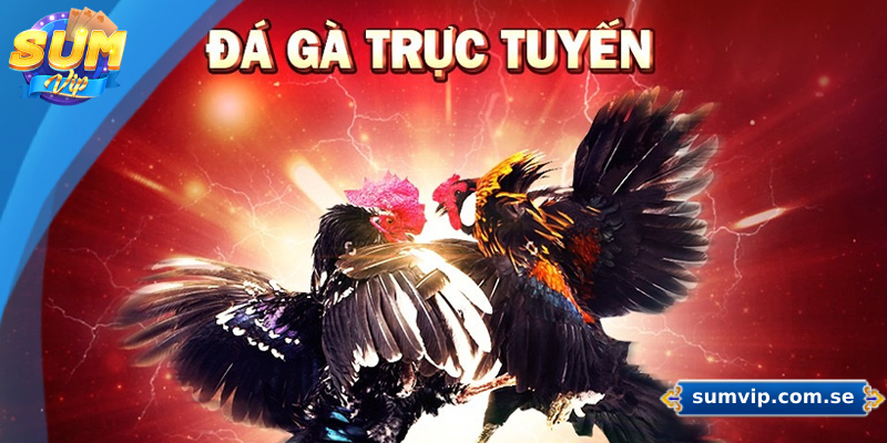 SUMVIP ⭐️ Link Trang Chủ SUMVIP Mới Nhất ✔️ +88K Quà Ưu Đãi 37 Sảnh đá gà trực tuyến cung cấp dịch vụ cá cược tại các giải đấu uy tín hàng đầu