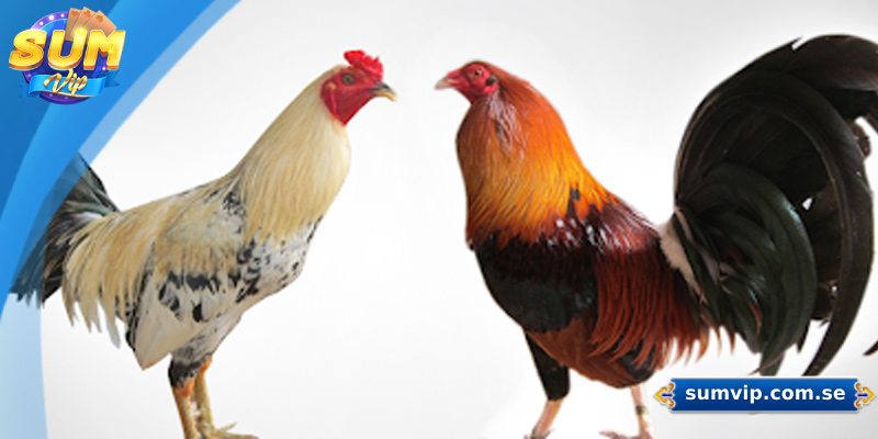 Khám Phá Các Giống Gà Đá Phổ Biến Tại Đá Gà Sumvip 1 Tổng quan về sảnh đá gà Sumvip
