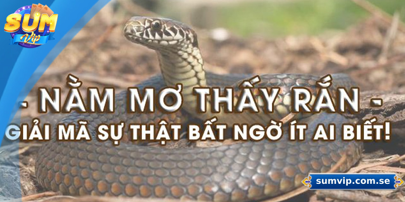 Mơ Thấy Rắn Là Điềm Gì? Giải Mã Chi Tiết Và Con Số May Mắn 1 Ý nghĩa của việc mơ thấy rắn